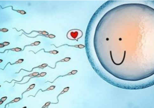 美國試管嬰兒費用是多少？?