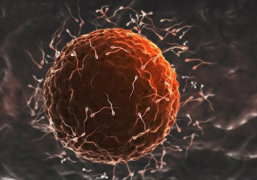 泰國試管價格是多少？