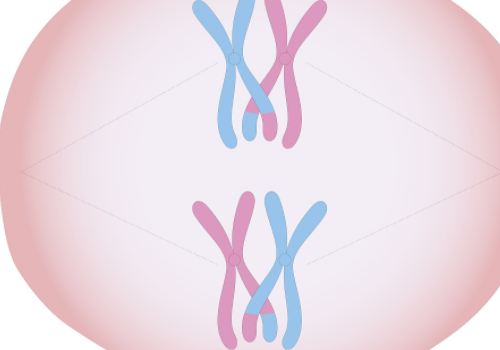 美國試管多少錢要準備什么？