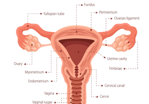 美國試管嬰兒價格是多少？