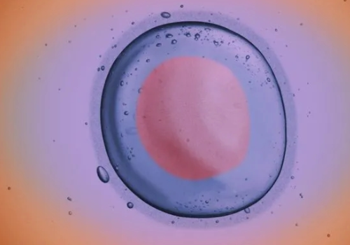 去俄羅斯做試管多少錢怎么省錢？?